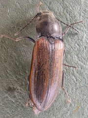 Pseudanostirus