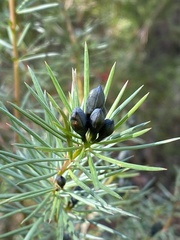 Gompholobium grandiflorum