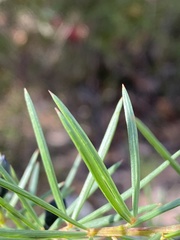 Gompholobium grandiflorum