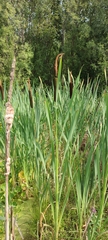 Typha latifolia