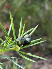 Gompholobium grandiflorum