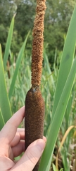 Typha latifolia