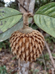 Annona monticola