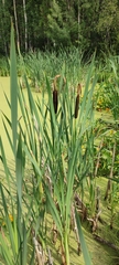 Typha latifolia