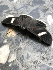 Melanis leucophlegma