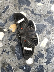 Melanis leucophlegma