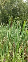 Typha latifolia