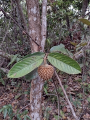 Annona monticola