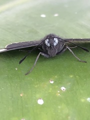 Melanis leucophlegma
