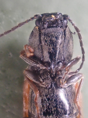 Pseudanostirus