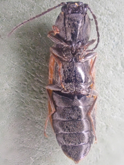 Pseudanostirus