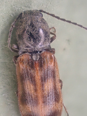 Pseudanostirus
