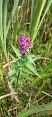 Lythrum salicaria