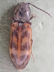 Pseudanostirus