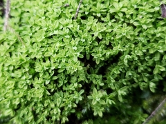 Syntrichia scabrella