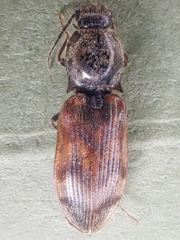 Pseudanostirus