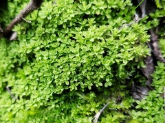 Syntrichia scabrella