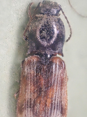 Pseudanostirus