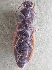 Pseudanostirus