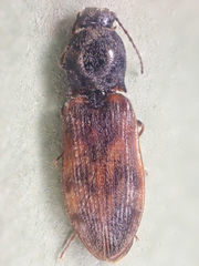 Pseudanostirus