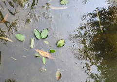 Alisma plantago-aquatica
