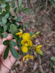 Chamaecrista conferta