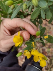 Chamaecrista conferta