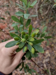 Chamaecrista conferta