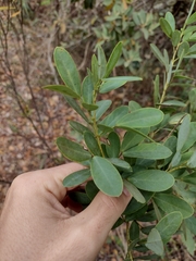 Chamaecrista conferta