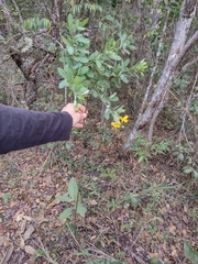 Chamaecrista conferta