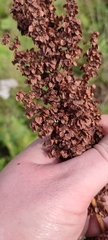 Rumex pseudonatronatus