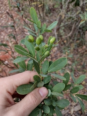 Chamaecrista conferta