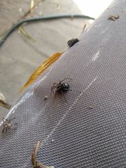 Araneae