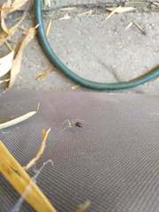 Araneae
