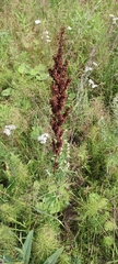 Rumex pseudonatronatus