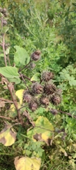 Arctium tomentosum