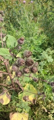 Arctium tomentosum