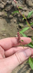 Persicaria