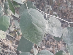 Capparicordis crotonoides