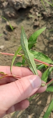 Persicaria