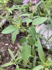 Euphorbia bifurcata