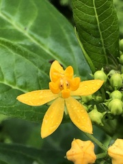 Asclepias curassavica