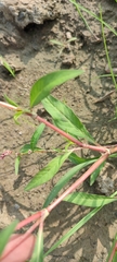 Persicaria