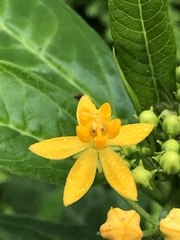 Asclepias curassavica