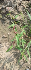 Persicaria