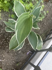 Hosta