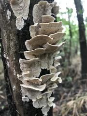 Cerrenaceae