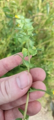 Rhinanthus serotinus