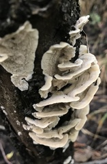 Cerrenaceae