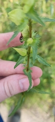 Rhinanthus serotinus